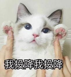 吃瓜群众猫咪文案搞笑,笑料横生的猫咪吃瓜记